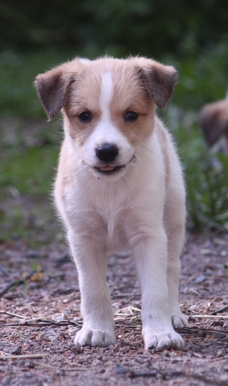 Ruska2_m[1].jpg